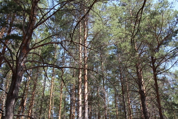 Fototapeta trees in the woods