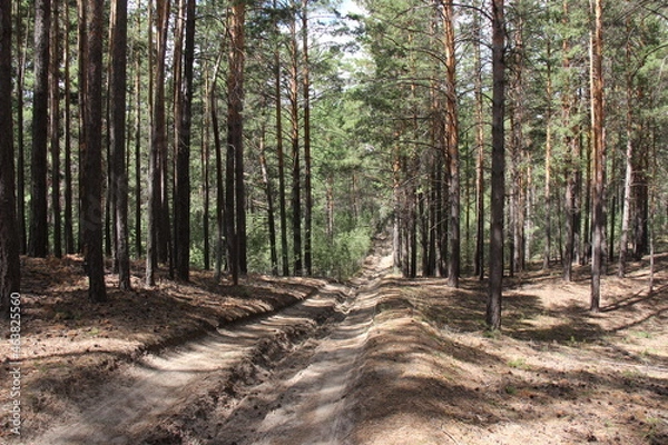 Fototapeta path in the forest