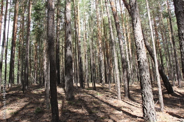 Obraz trees in the woods