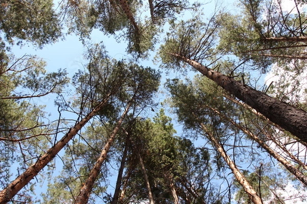 Fototapeta Trees in the forest.  Tree tops on sky background