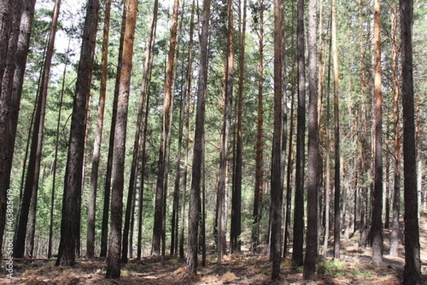 Obraz trees in the forest