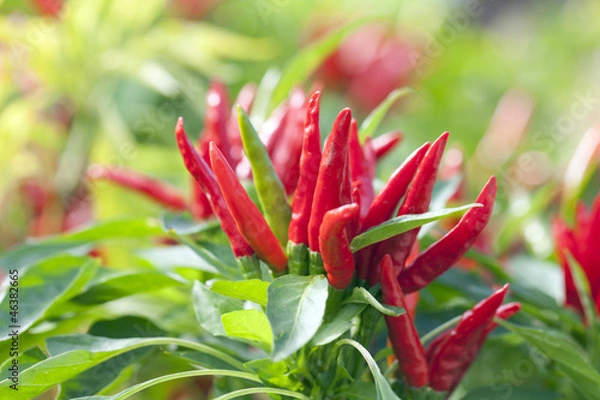 Obraz とうがらし