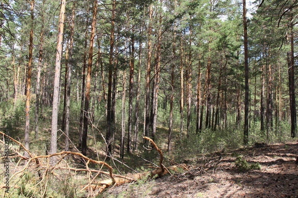 Fototapeta pine forest in the morning