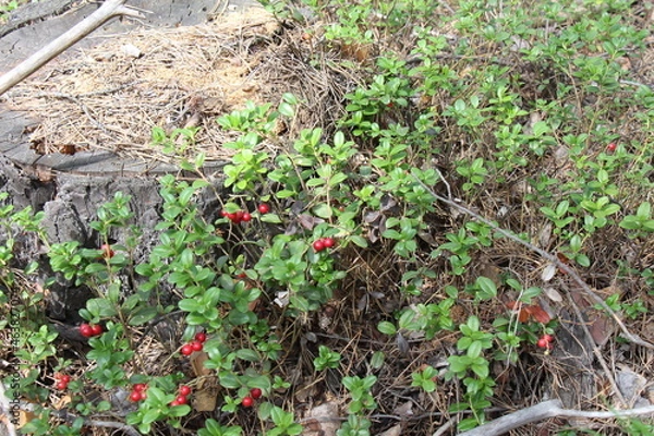 Obraz cowberry in the forest