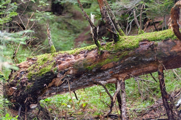 Obraz Fallen tree trunk overgrown with green moss and mold