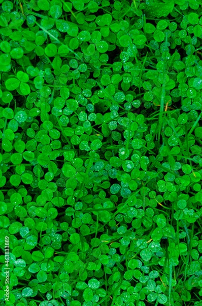 Obraz Clover leaves with dew drops background close up
