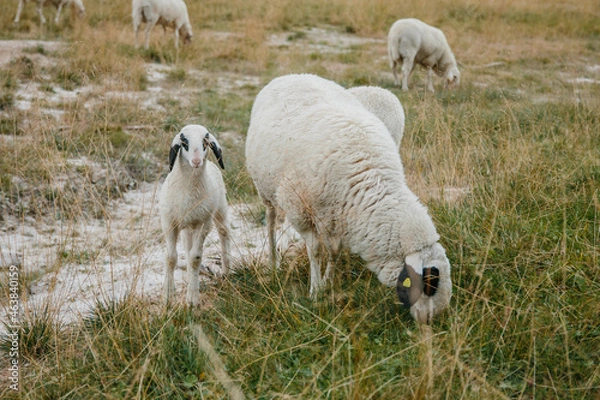 Obraz Herrliche Hügel, glückliche Schafe
