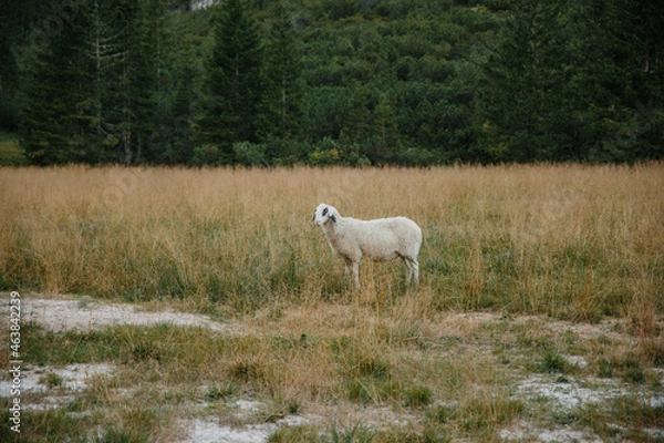 Obraz Grüne Weide, weiße Schafe