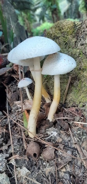 Obraz 
white mushroom growing on the plantation
