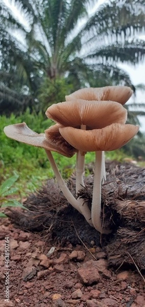 Fototapeta Mushrooms that live on dead trees in borneo