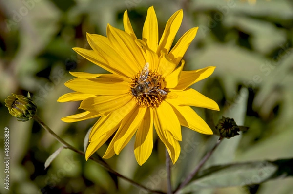 Obraz bee on yellow flower