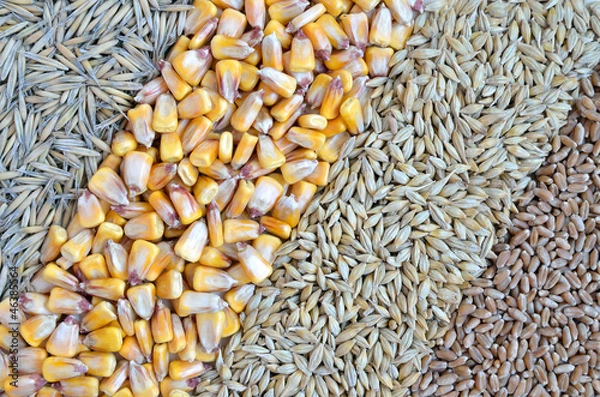 Obraz colorful cereal seeds as background