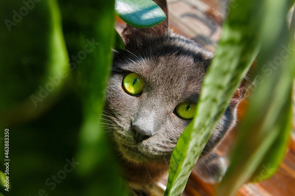 Obraz Cat with green eyes