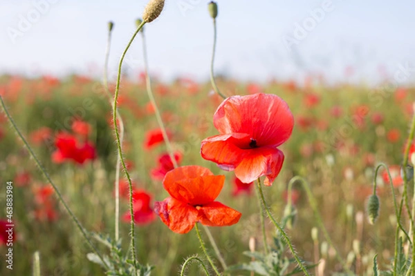 Obraz red poppy field