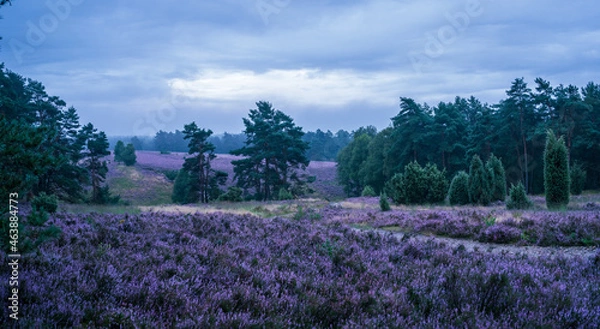 Fototapeta Morgenstimmung im Tiefental Südheide 