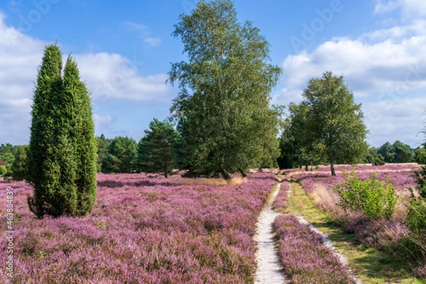 Fototapeta Feldweg durch die Südheide bei Lutterloh