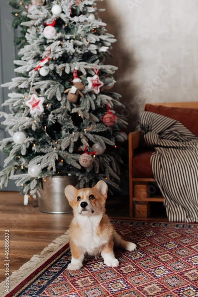 Obraz beautiful corgi dog sitting on the floor in the new year atmosphere