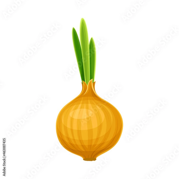 Obraz Ripe Onion Bulb as Vegetable and Healthy Raw Food and Garden Cultivar Closeup Vector Illustration