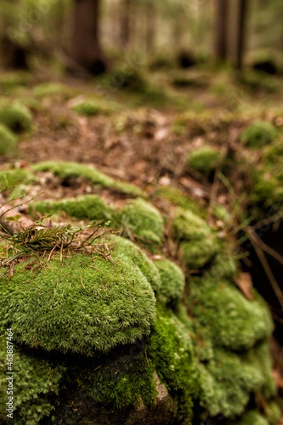 Obraz moss on the tree