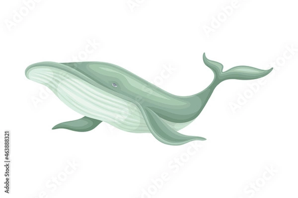 Obraz Whale as Aquatic Placental Marine Mammal with Flippers and Large Tail Fin Closeup Vector Illustration