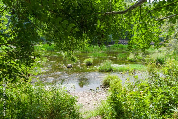 Obraz river in the forest