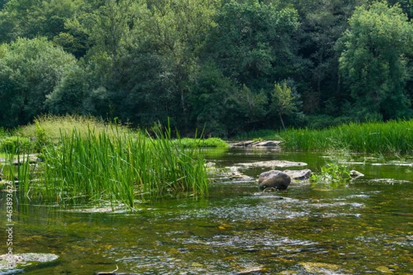 Obraz pond in the park
