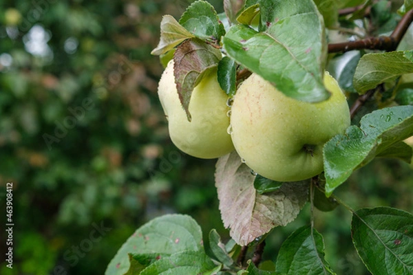 Obraz green apples on a branch