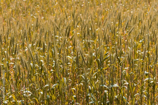 Fototapeta Wheat field. wheat plants seen from close up. wheat plantation to harvest