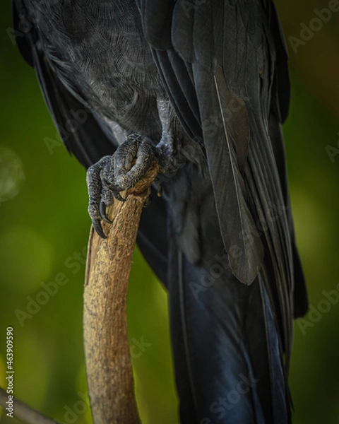 Obraz Black parrot legs