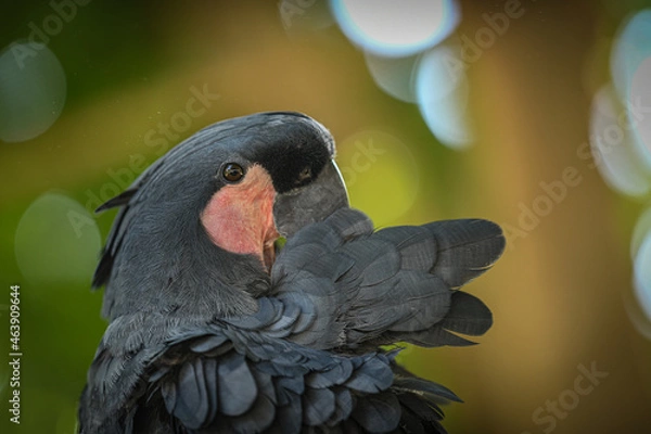 Obraz Black parrot