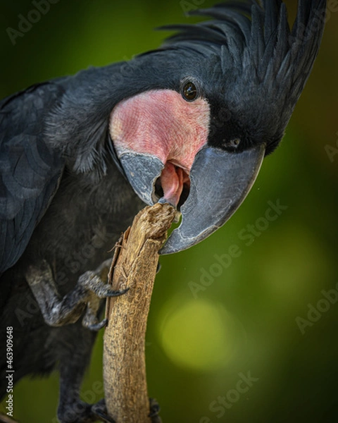 Obraz Black palm parrot