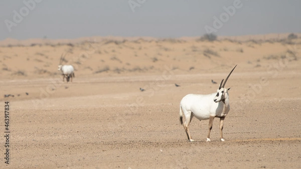 Obraz antelope in the desert
