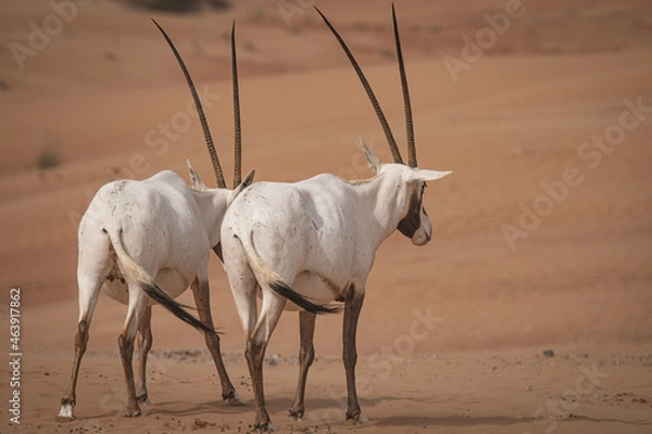 Obraz Oryx in a desert