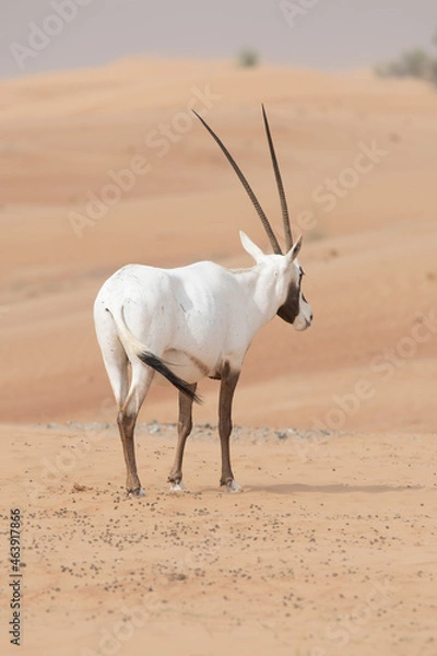Obraz Oryx antelope in the desert