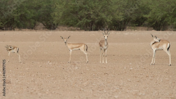 Obraz impala in the desert