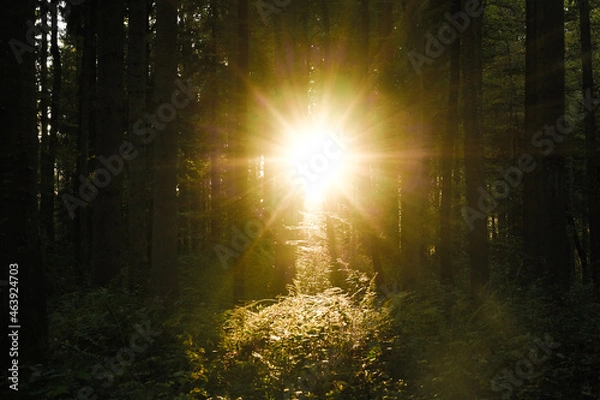 Fototapeta sun shining through the trees