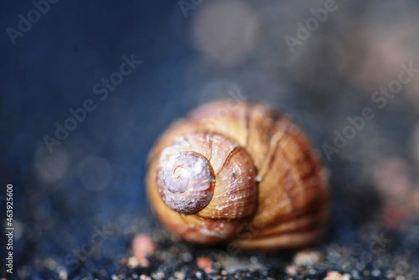 Fototapeta Snail shell. Macro shooting. Blur
