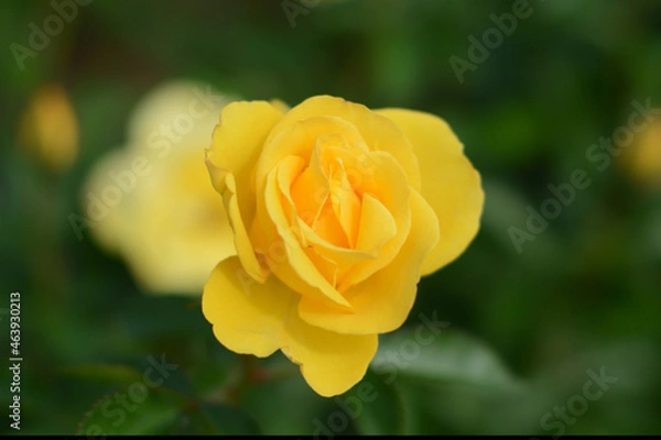 Obraz 薔薇の魔力