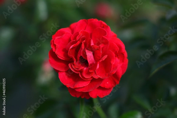 Obraz 薔薇の魔力