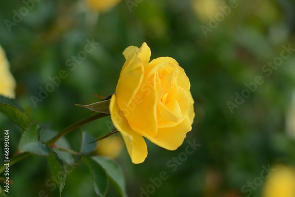 Obraz 薔薇の魔力