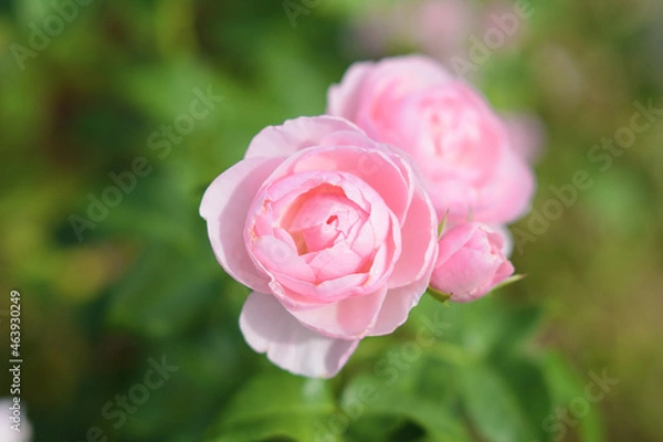 Obraz 薔薇の魔力