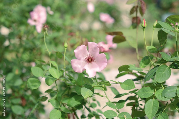 Obraz 薔薇の魔力