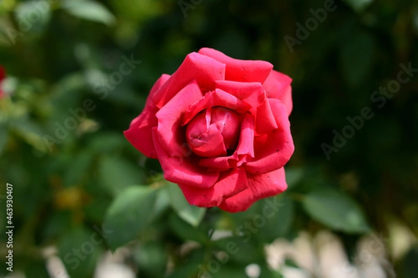 Obraz 薔薇の魔力