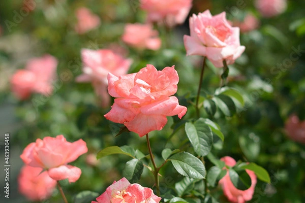 Obraz 薔薇の魔力