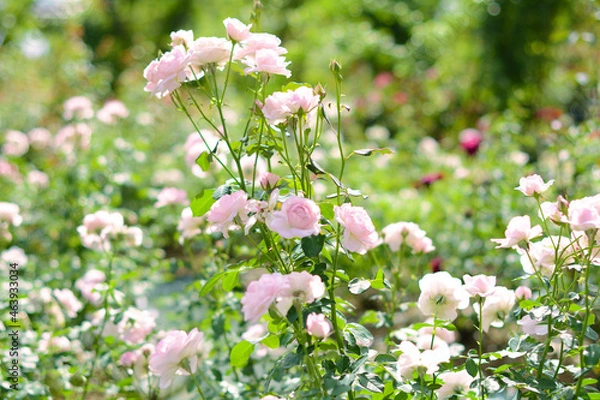 Obraz 薔薇の魔力