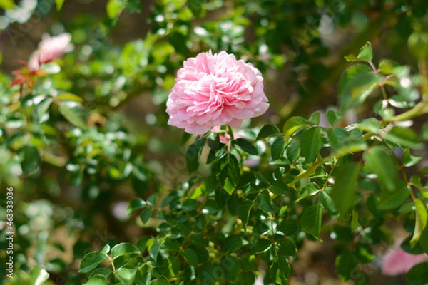 Obraz 薔薇の魔力