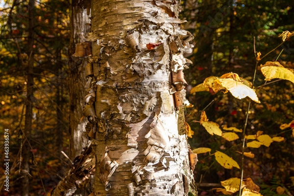 Obraz Birch bark showing layers. 