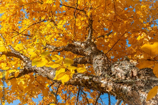 Obraz Fall foliage in full effect.