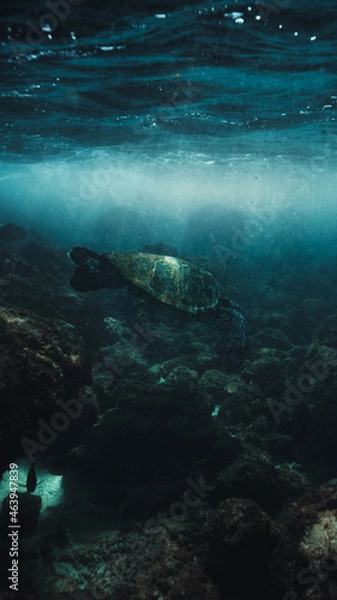 Fototapeta turtle swimming