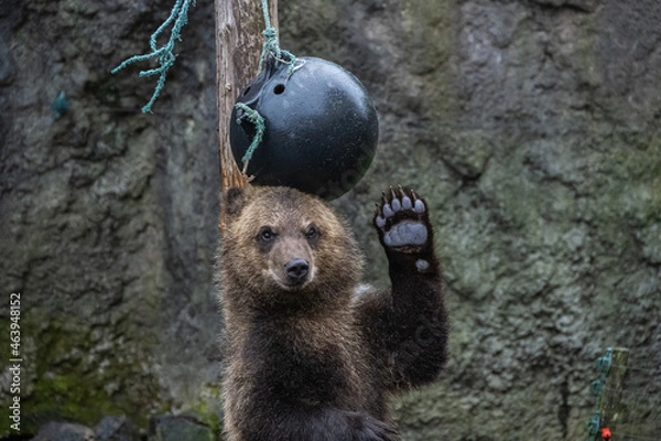 Obraz ボールで遊ぶエゾヒグマ - High ISO